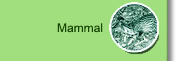 Mammal