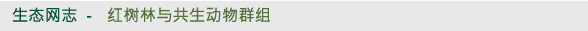 生态网志 - 红树林与共生动物群组